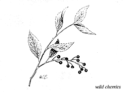 Wild Food Foraging: Juneberries, Wild Onions, Great Burdock and More Image